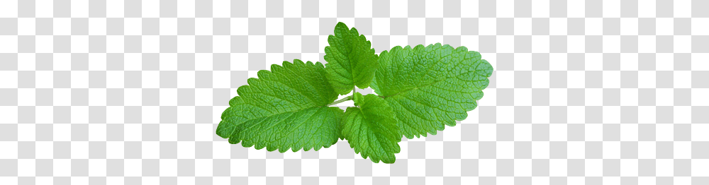 Mint, Nature, Potted Plant, Vase, Jar Transparent Png