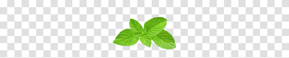 Mint, Nature, Potted Plant, Vase, Jar Transparent Png