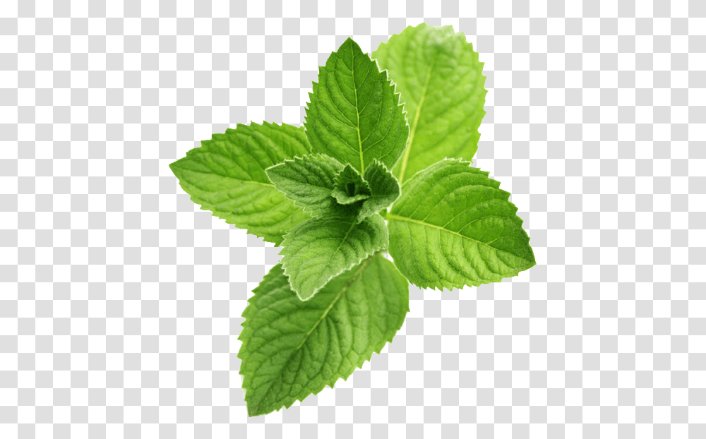 Mint, Nature, Potted Plant, Vase, Jar Transparent Png