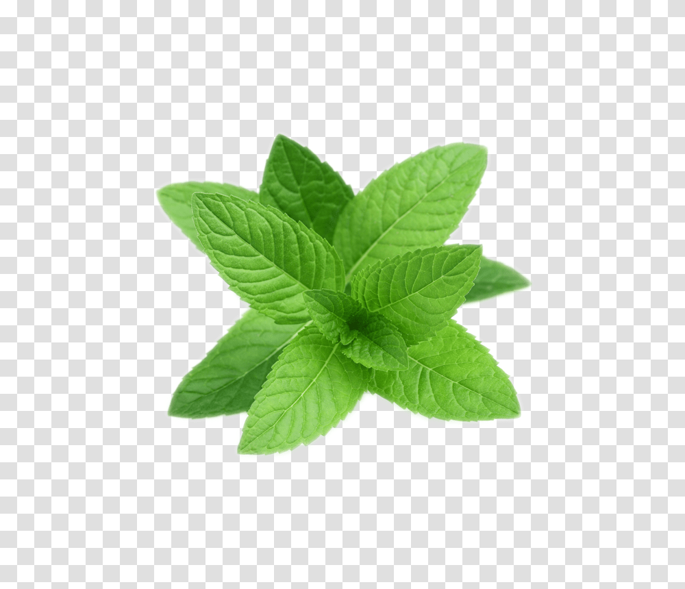 Mint, Nature, Potted Plant, Vase, Jar Transparent Png