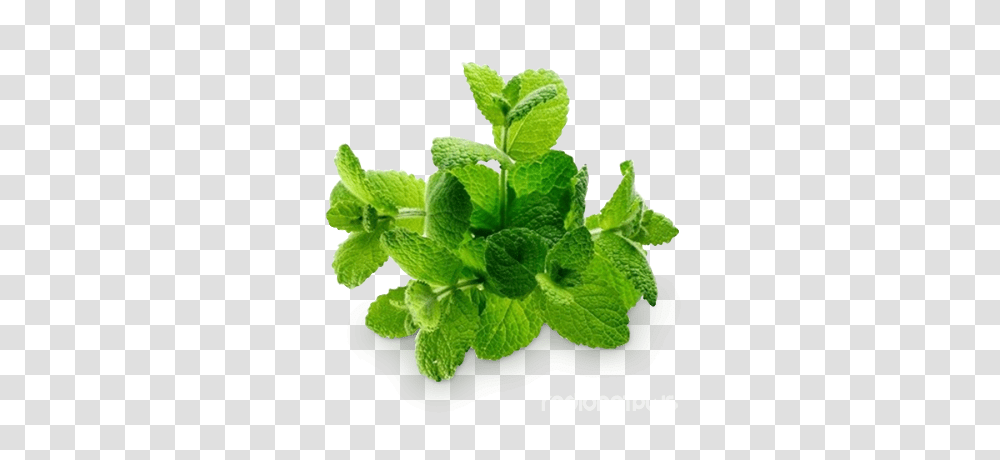 Mint, Nature, Potted Plant, Vase, Jar Transparent Png