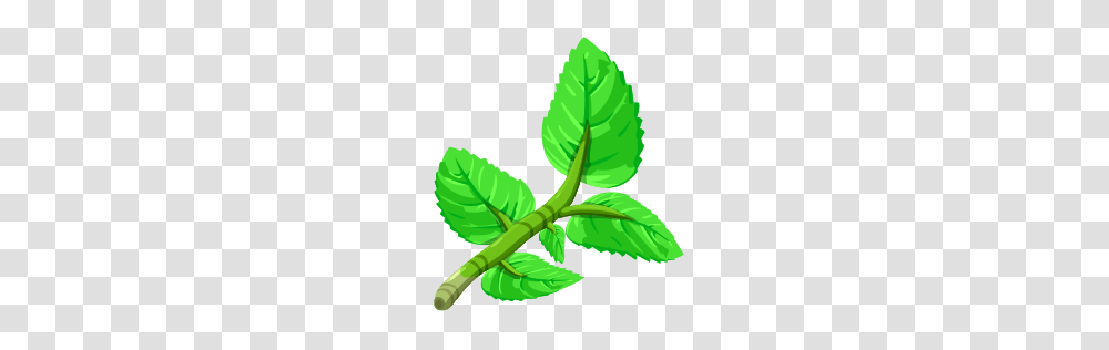 Mint Paradise Bay Wikia Fandom Powered, Leaf, Plant, Green, Potted Plant Transparent Png
