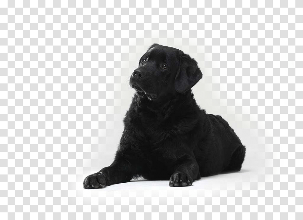 Mira Companion Dog, Pet, Canine, Animal, Mammal Transparent Png