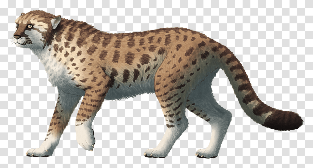 Miracinonyx A Feline From The Pleistocene Of North American Cheetah, Animal, Mammal, Wildlife, Zebra Transparent Png