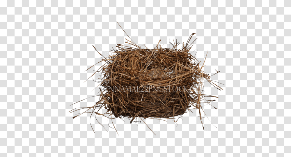 Misc Nature Stock Photos Bird Nest, Insect, Invertebrate, Animal, Spider Transparent Png