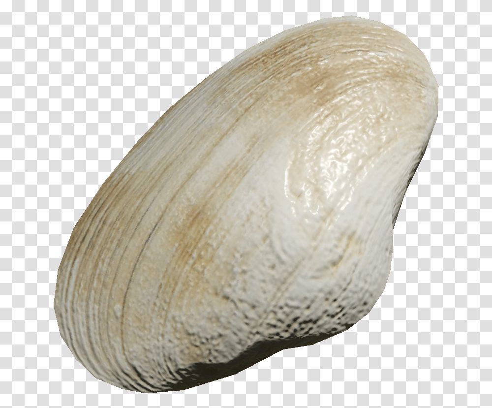 Miscreated Wiki Baltic Clam, Seashell, Invertebrate, Sea Life, Animal Transparent Png