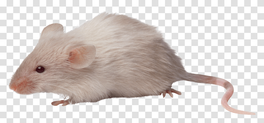 Mish, Rat, Rodent, Mammal, Animal Transparent Png