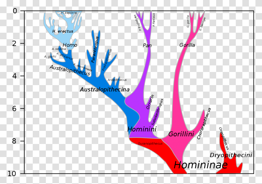 Missing Link Human Evolution, Purple Transparent Png
