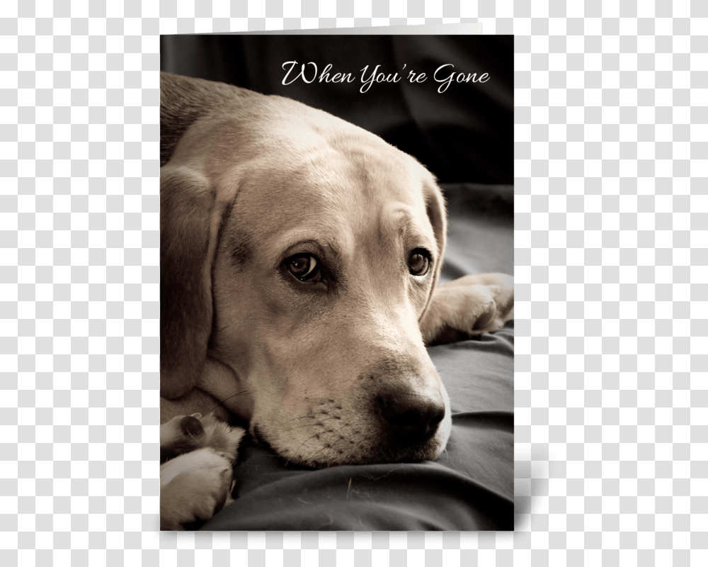 Missing You Sad Dog Greeting Card Dog With Missing You, Pet, Canine, Animal, Mammal Transparent Png