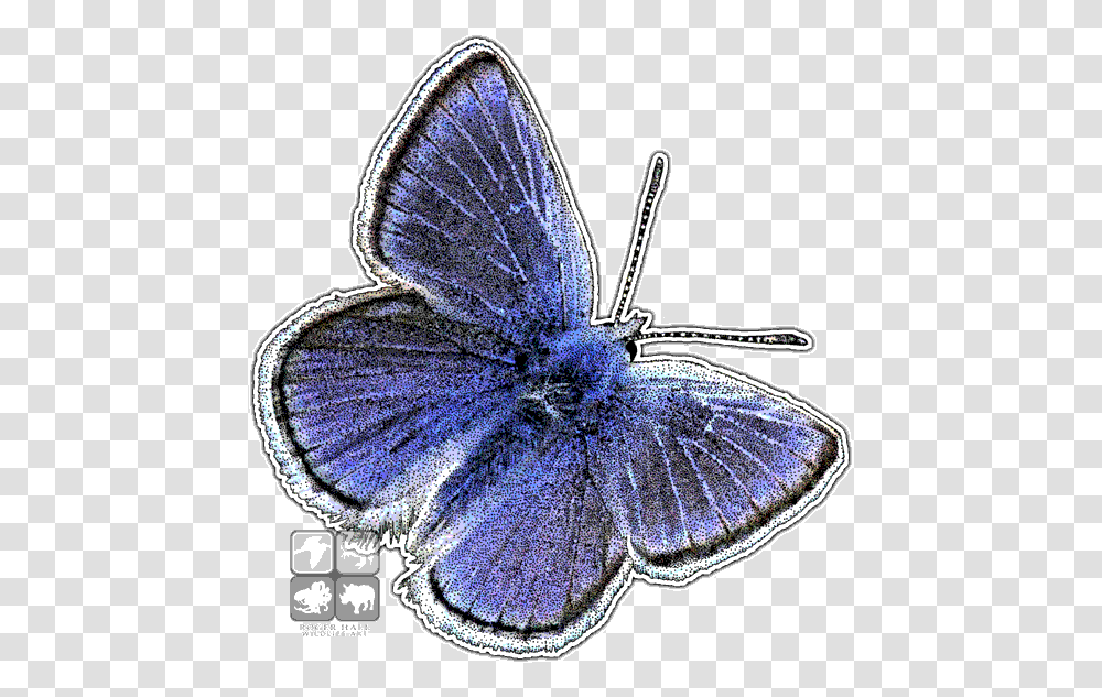 Mission Blue Butterfly, Jewelry, Accessories, Accessory, Brooch Transparent Png
