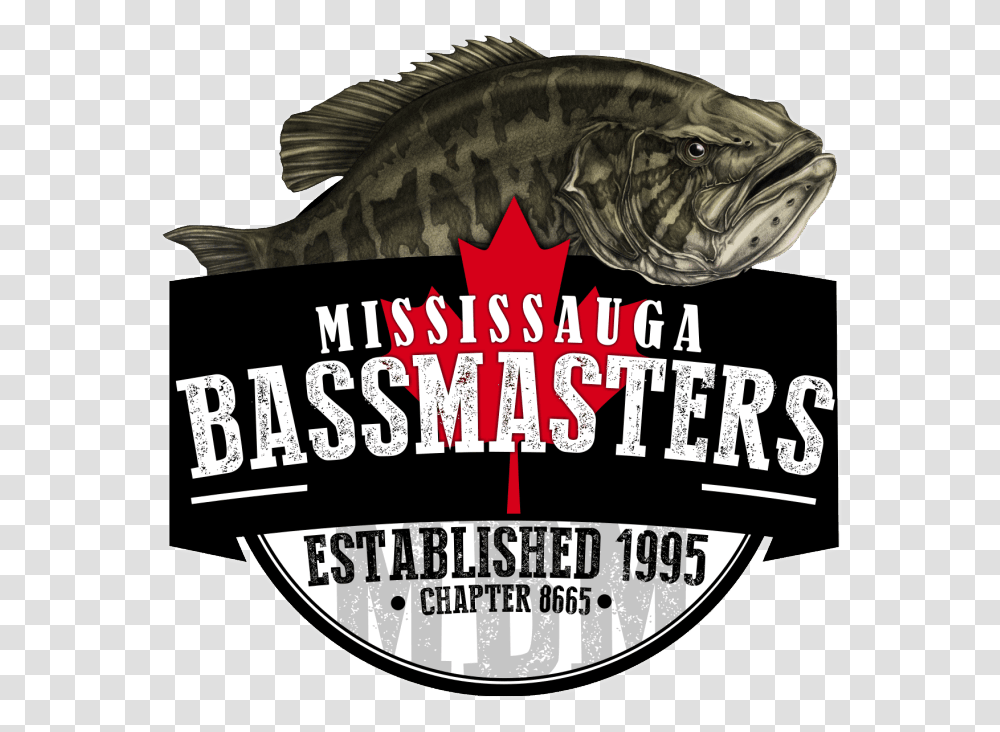 Mississauga Bassmasters Bass, Animal, Fish, Dinosaur, Reptile Transparent Png