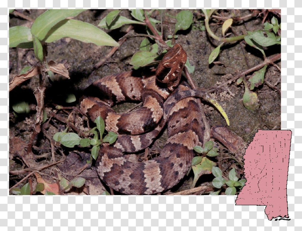 Mississippi Poisonous Snakes, Reptile, Animal, Rattlesnake, Plant Transparent Png