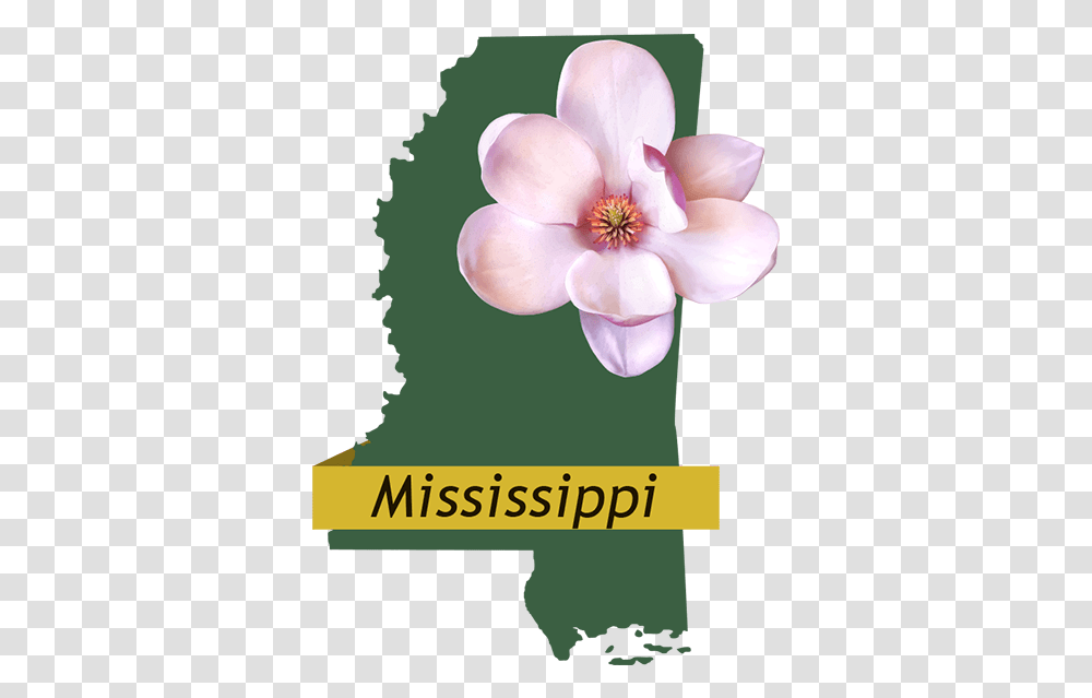 Mississippi Provider Information Southeastrans Lovely, Anther, Flower, Plant, Petal Transparent Png
