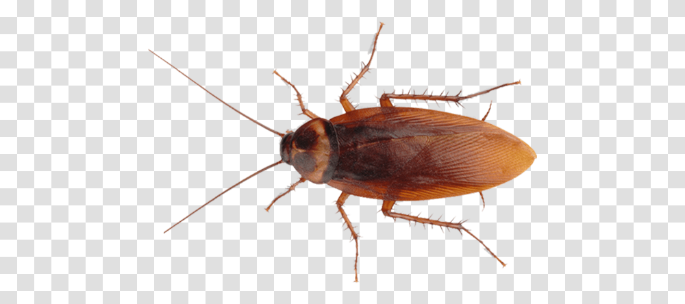 Missouri Roaches And Treatments Cockroach, Insect, Invertebrate, Animal, Spider Transparent Png