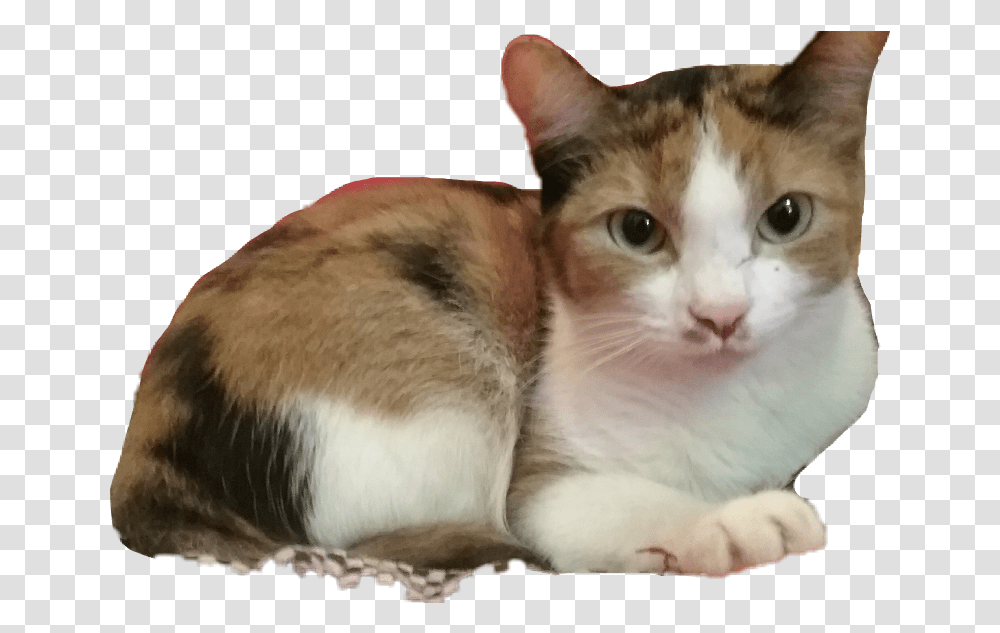 Missy Kitty Calico Cat Cats Cute Pets Amp Animals Domestic Short Haired Cat, Mammal, Abyssinian, Kitten, Manx Transparent Png
