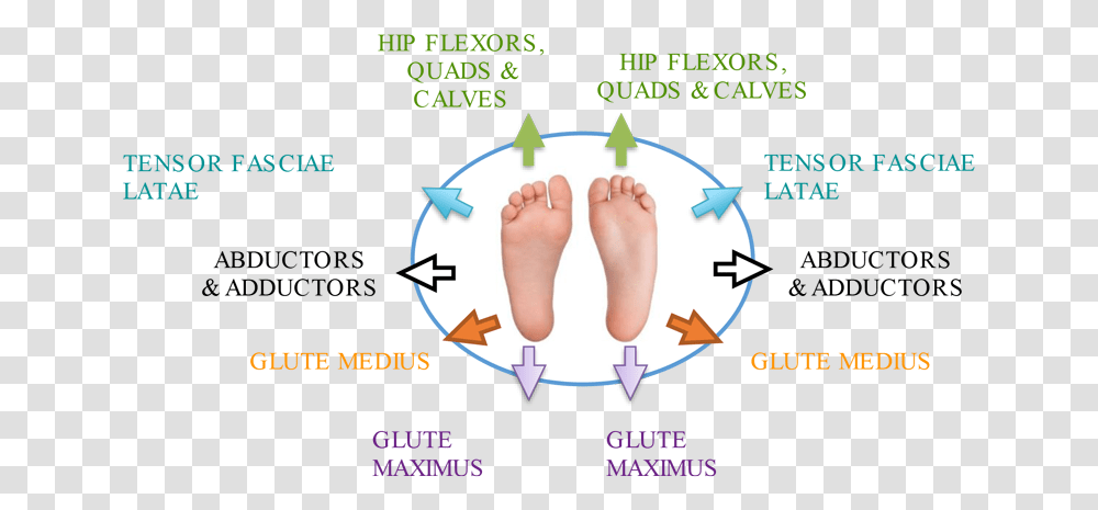 Mistakes Of Foam Rolling Barefoot, Heel, Toe, Person, Human Transparent Png