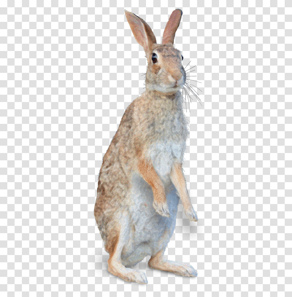Mister Rabbit Wild Rabbit, Mammal, Animal, Rodent, Pet Transparent Png