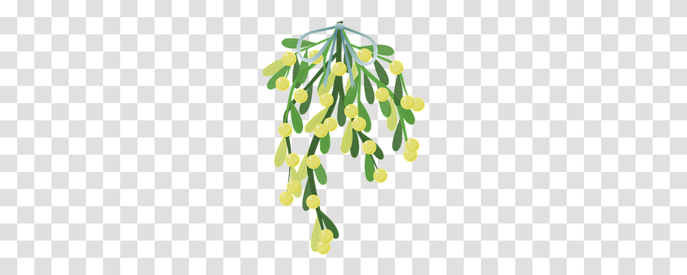 Mistletoe Tree, Plant, Conifer, Chandelier Transparent Png