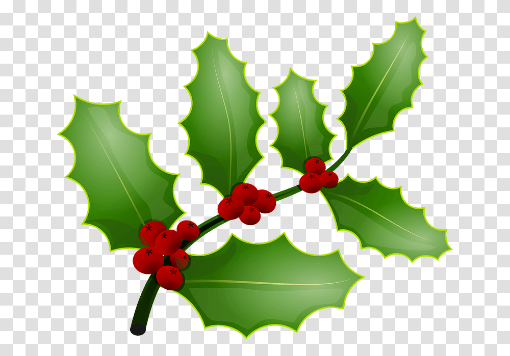 Mistletoe And Holly The Same Thing, Leaf, Plant, Green Transparent Png