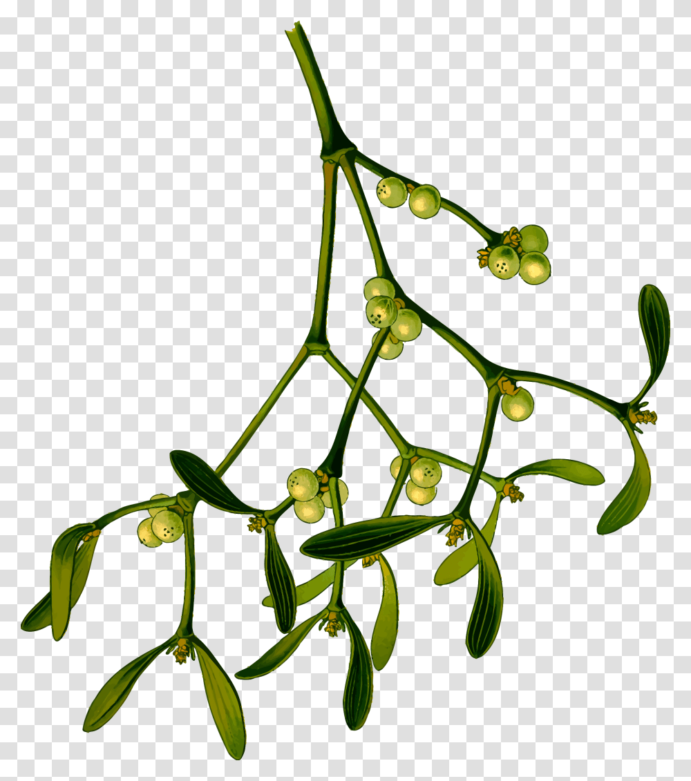 Mistletoe Clip Art Vector Images Illustrations Istock, Leaf, Plant, Tree, Annonaceae Transparent Png