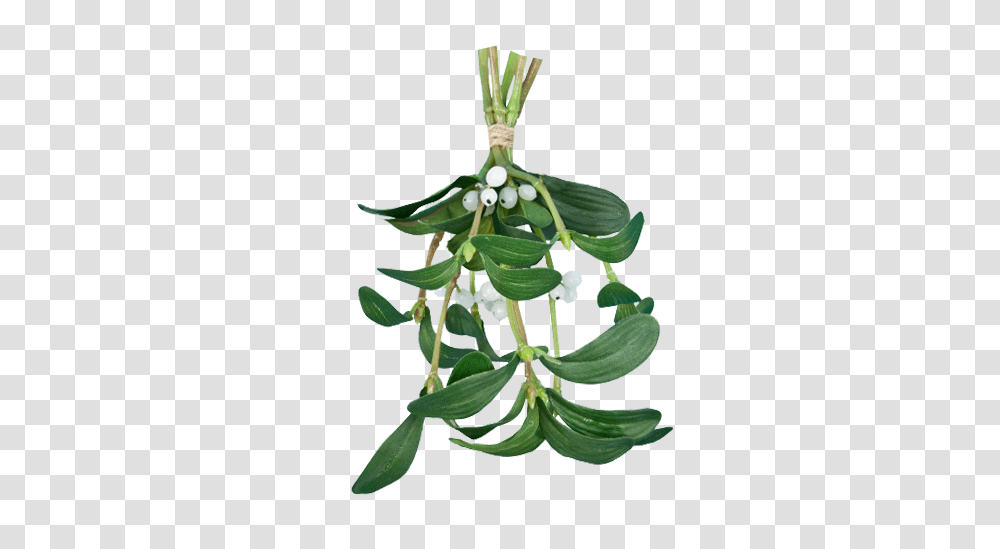 Mistletoe Clipart Free, Plant, Leaf, Tree, Flower Transparent Png