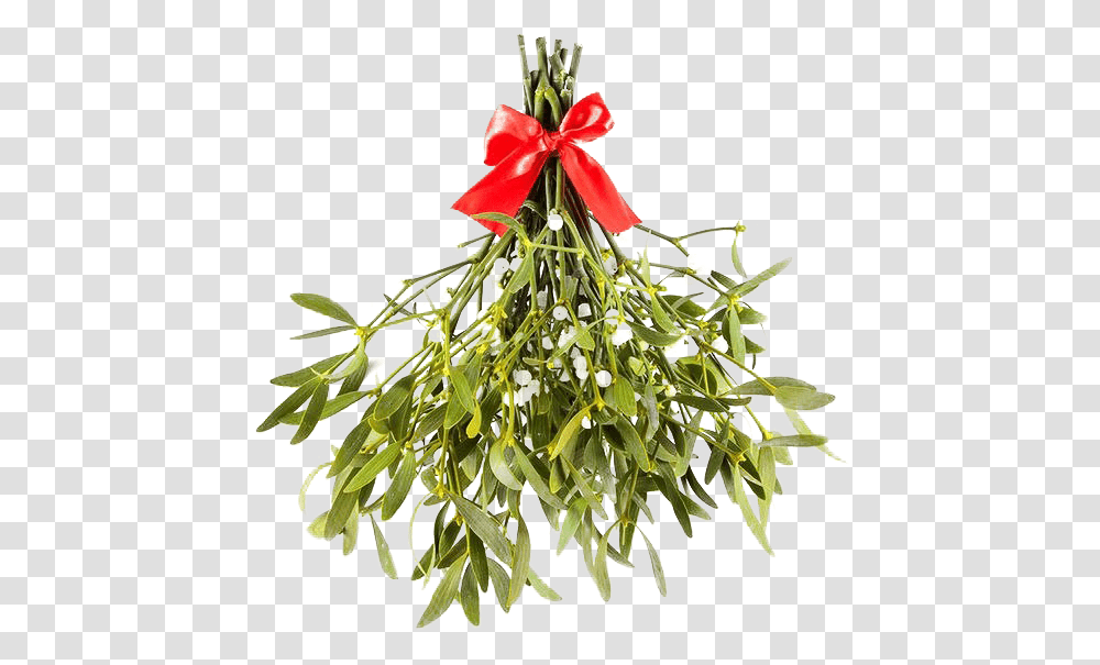 Mistletoe Images Mistle Toe, Plant, Flower, Blossom, Tree Transparent Png