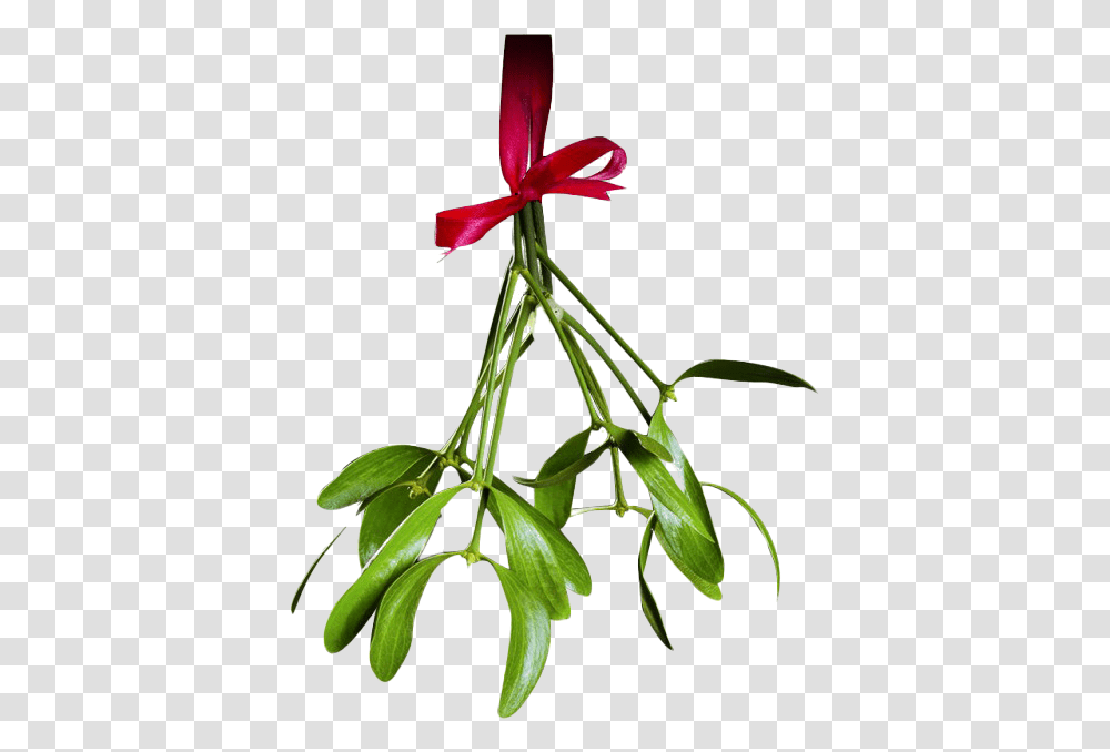 Mistletoe, Plant, Flower, Acanthaceae, Leaf Transparent Png