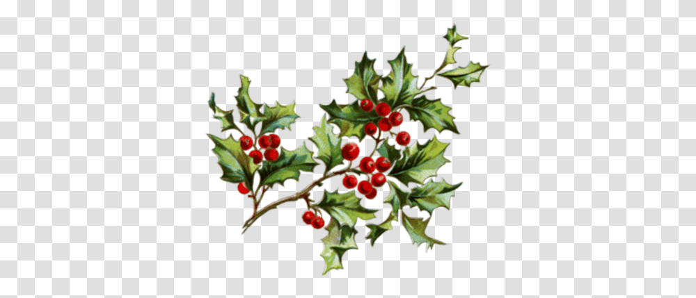 Mistlzweig Mistletoe Xmas Christmas Flowers And Berries, Plant, Fruit, Food, Leaf Transparent Png