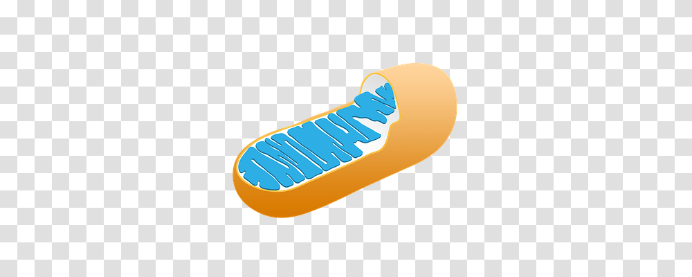 Mitochondria Technology, Plant, Food, Sweets Transparent Png