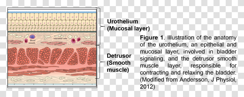 Mitochondria Aps Undergraduate Researcher Pattern, Text, Word, Rug, Page Transparent Png