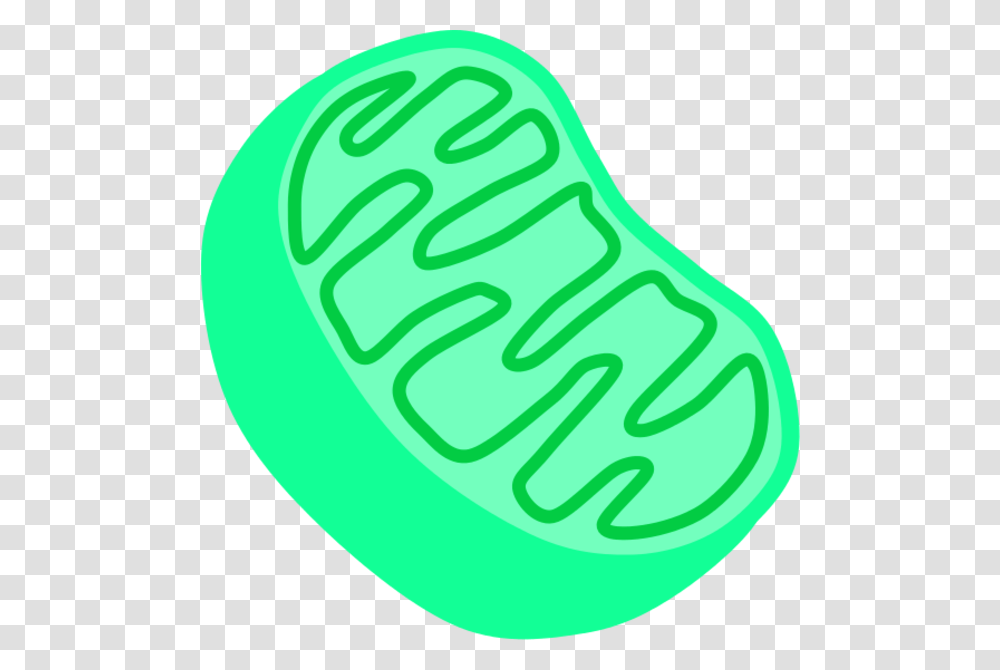 Mitochondria Clipart Gallery Images, Plant, Food, Vegetable Transparent Png