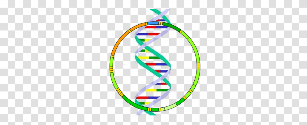 Mitochondrial Dna Health And Medical News And Resources, Neon, Light, Hula, Toy Transparent Png