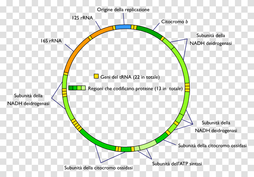 Mitochondrial Dna It Map Of Mitochondrial Dna, Tennis Ball, Sport, Sports, Outdoors Transparent Png