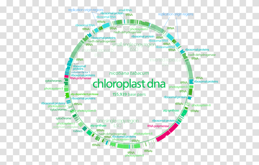 Mitochondrial Dna Vs Chloroplast Dna Genome Organisation In Chloroplast, Flyer, Poster, Advertisement, Astronomy Transparent Png