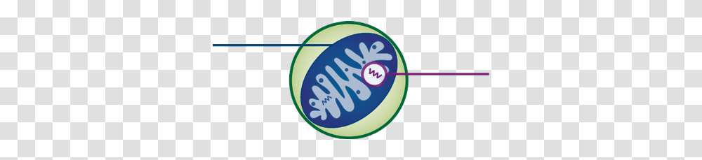 Mitochondrial Replacement Techniques, Ball, Word, Logo Transparent Png