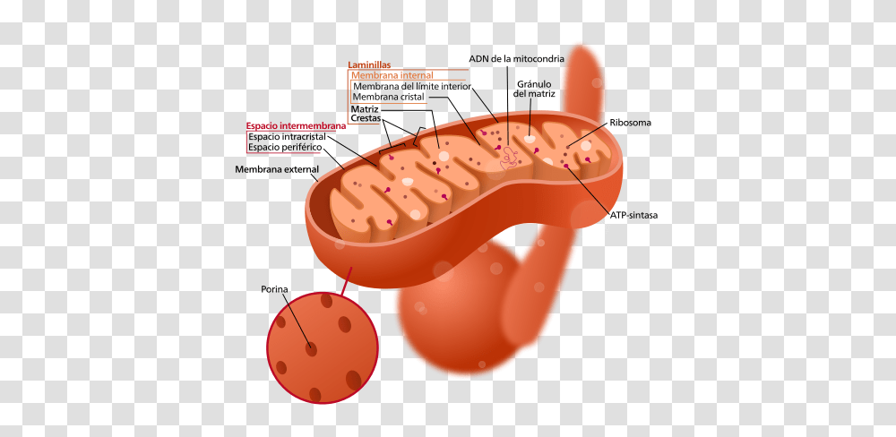Mitochondrion, Plant, Food, Fruit, Mouth Transparent Png