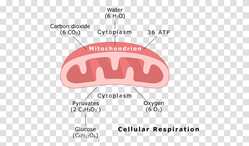 Mitochondrion Undergoing Cellular Respiration Animation, Mouth, Lip, Teeth, Tongue Transparent Png