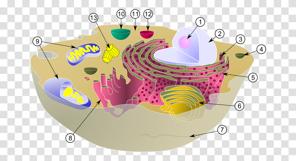 Mitochondrion Wikidoc Animal Cell Vacuole, Birthday Cake, Graphics, Art, Doodle Transparent Png