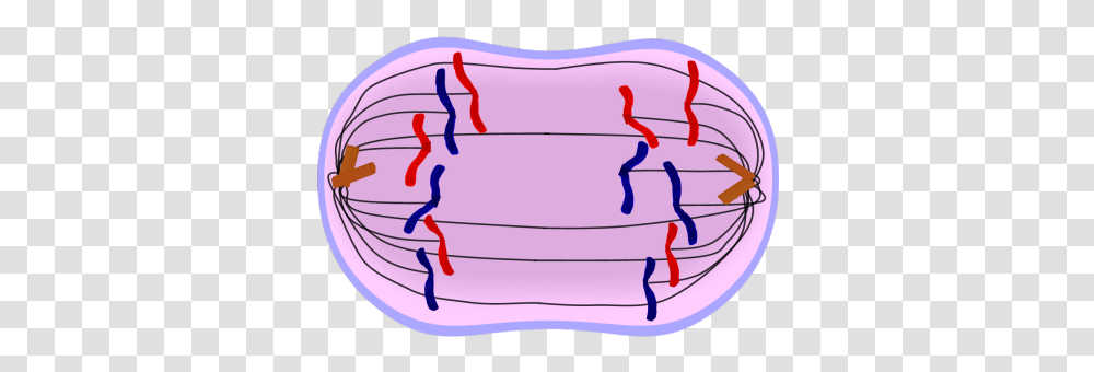 Mitosis And Meiosis Cycle Sutori, Mouth, Lip, Teeth, Plot Transparent Png