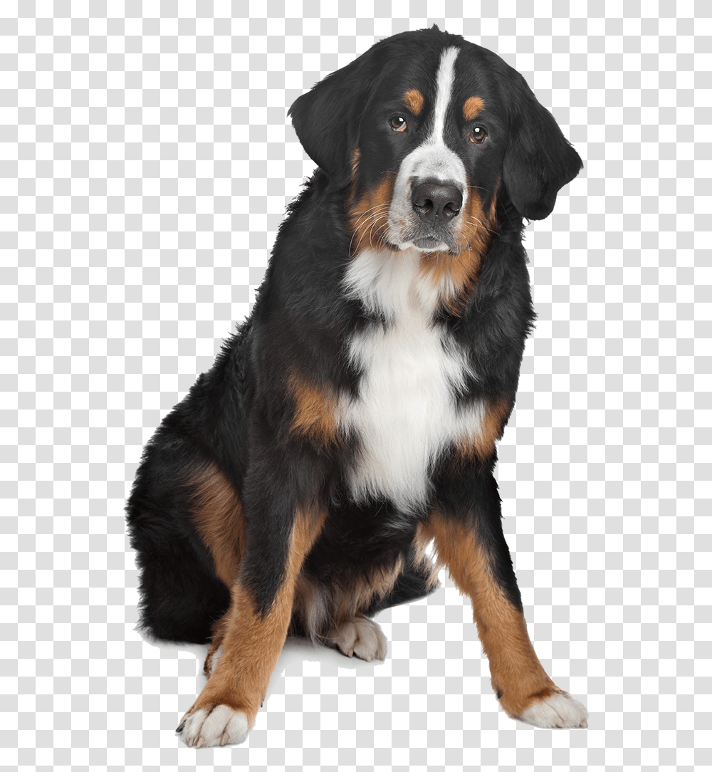 Mixed Breed Black Brown And White Dog On Isolated Bernese Mountain Dog, Appenzeller, Pet, Canine, Animal Transparent Png