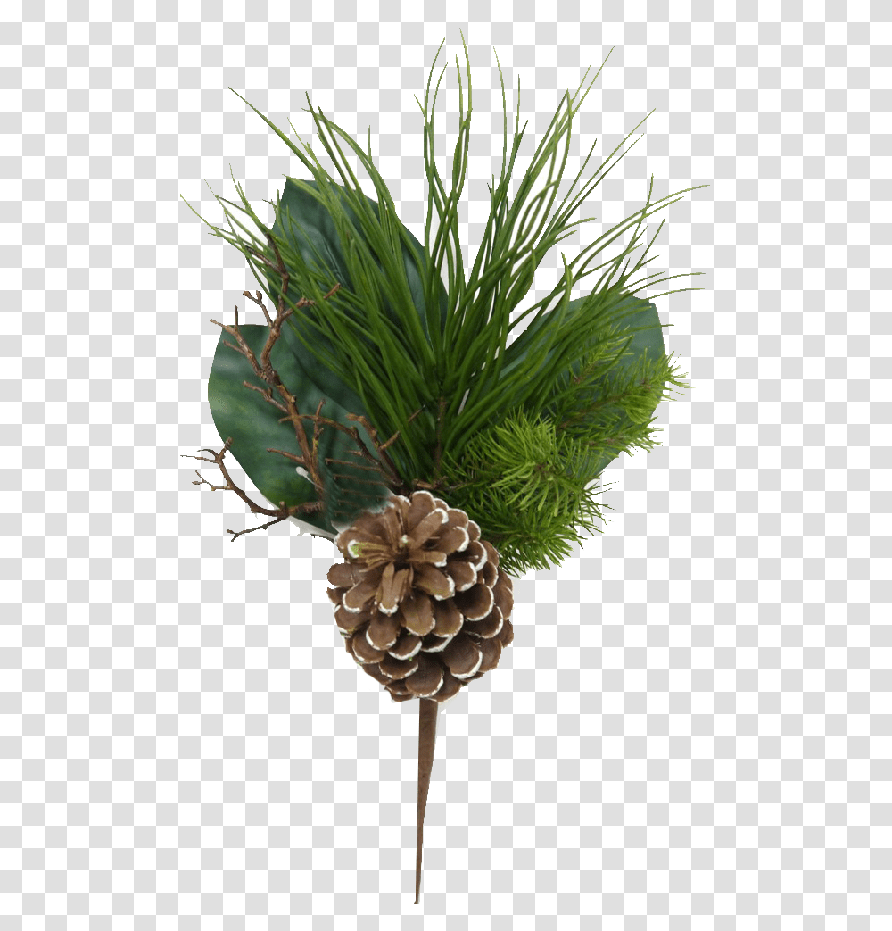 Mixed Evergreen Pick With Pinecones Conifer Cone, Tree, Plant, Larch, Pineapple Transparent Png