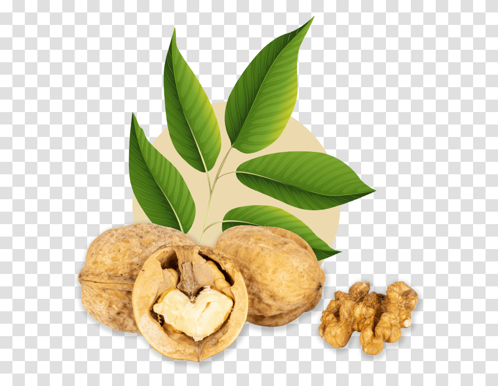 Mixed Halves Walnut, Plant, Vegetable, Food, Bread Transparent Png
