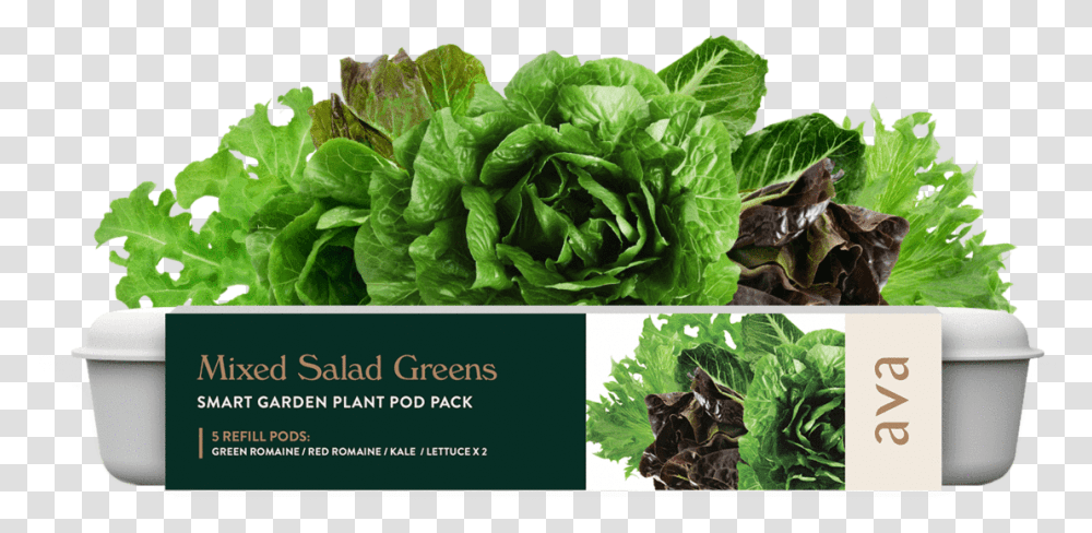 Mixed Salad Greens Flowerpot, Plant, Lettuce, Vegetable, Food Transparent Png