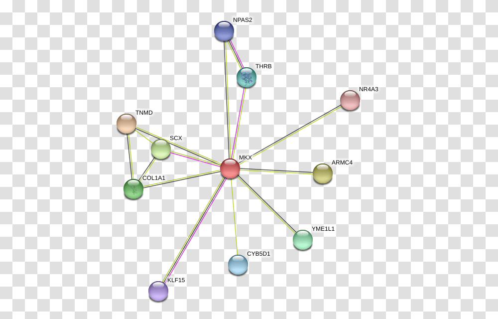 Mkx Protein, Bow, Network, Diagram Transparent Png