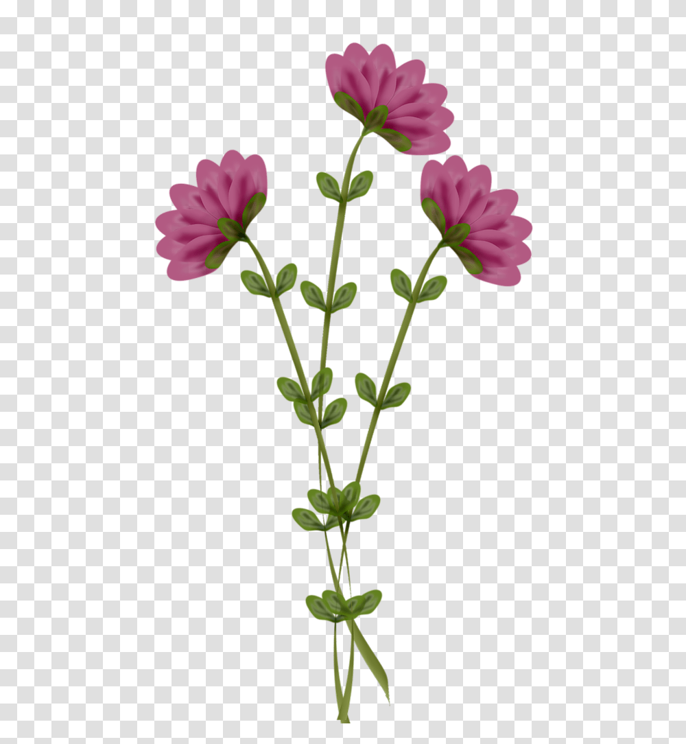 Mlc What May Be Clip Art, Geranium, Flower, Plant, Blossom Transparent Png