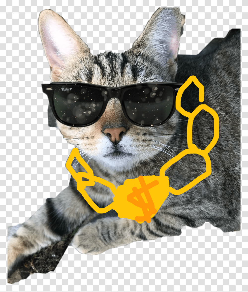 Mlg Cat Transparent Png