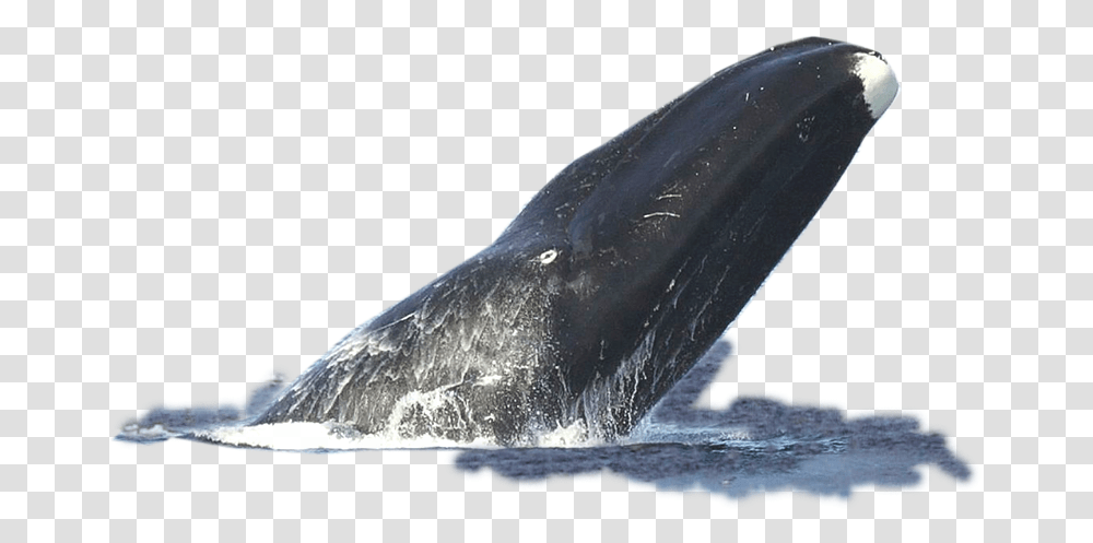 Mlg Doge Bowhead Whale Facts, Mammal, Sea Life, Animal, Shark Transparent Png