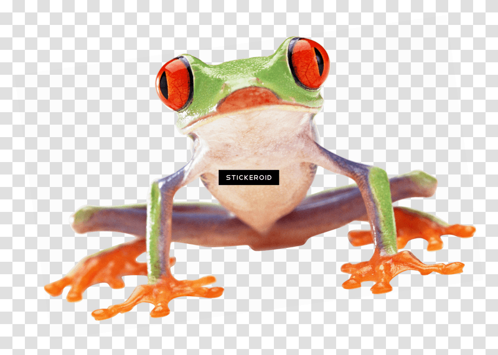 Mlg Frog Red Eyed Tree Frog Front, Animal, Amphibian, Wildlife, Gecko Transparent Png
