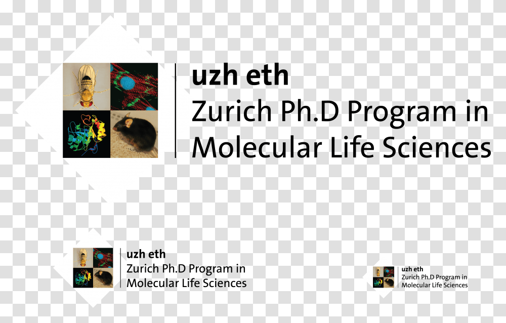 Mls Molecular Life Sciences Uzh, Cat, Rug Transparent Png