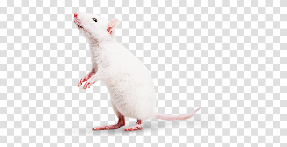 Mmpc Welcome Mouse, Rat, Rodent, Mammal, Animal Transparent Png